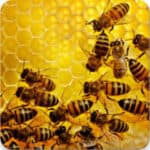 Startup Image